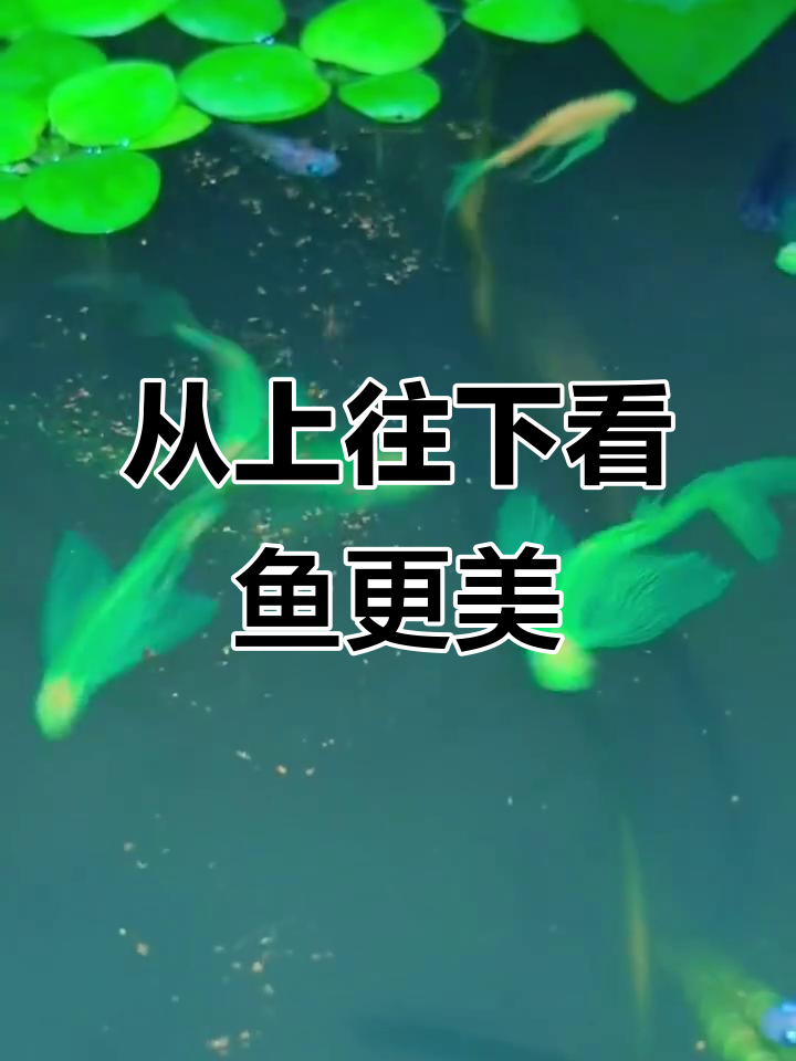 俯视看鱼,竟然这么美!