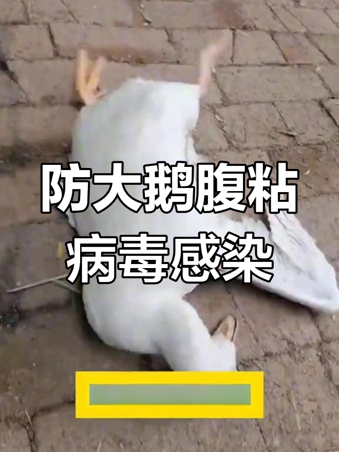 大鹅副黏病毒症状与防治方法