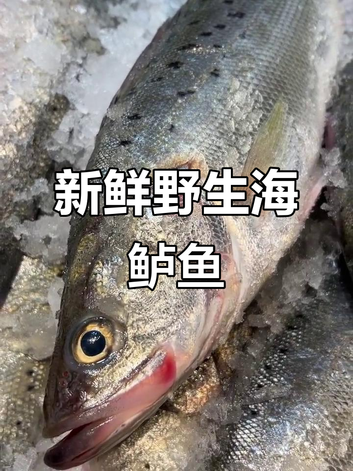 新鲜野生海鲈鱼到货,无泥腥味,家庭烤酸菜鱼必备