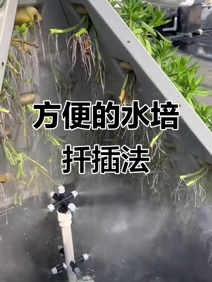 水培雾培扦插，轻松搞定根系养护