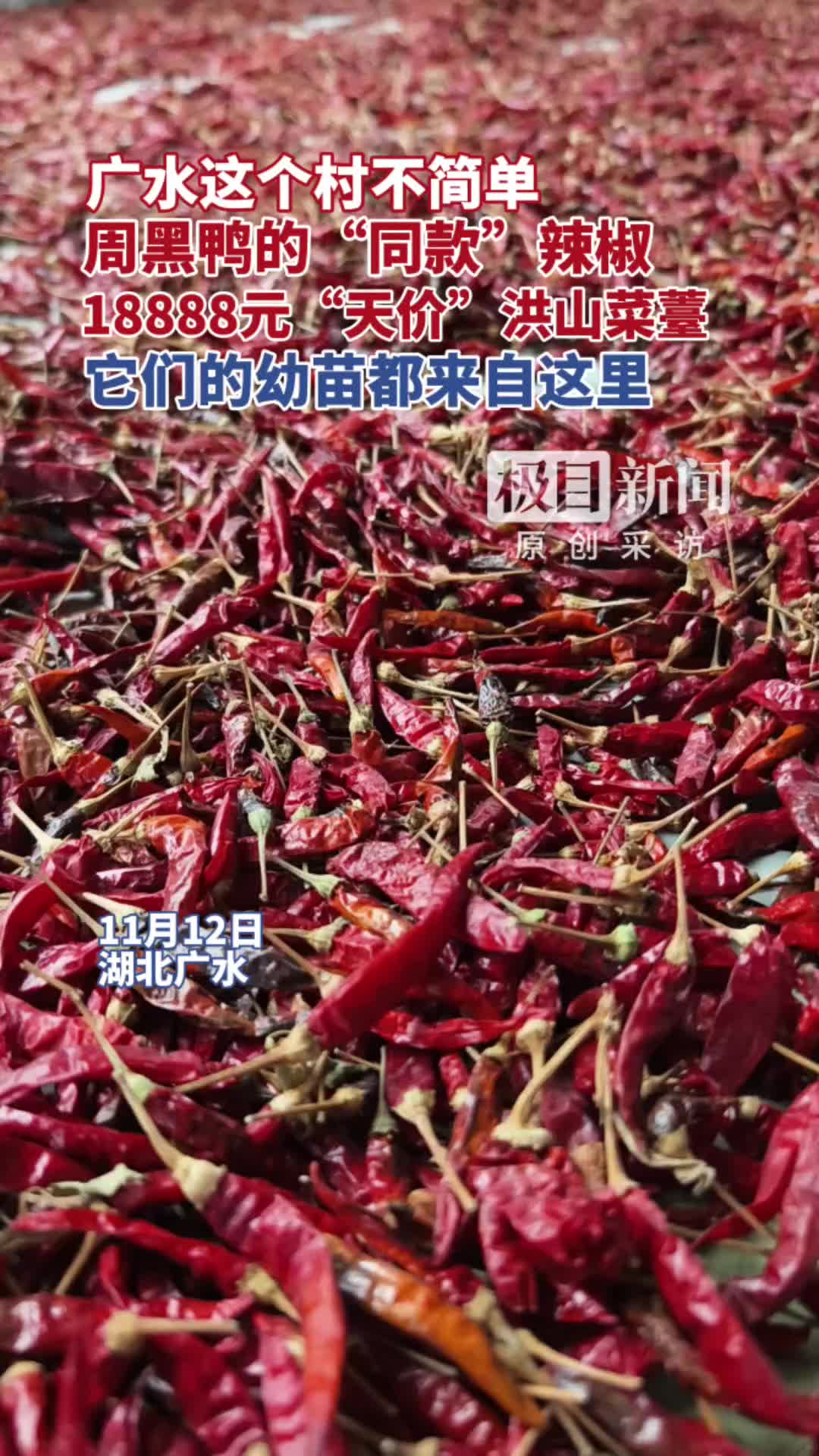 「视频」广水这个村不简单,周黑鸭“同款”辣椒,18888元“天价”洪山菜薹,它们的幼苗都来