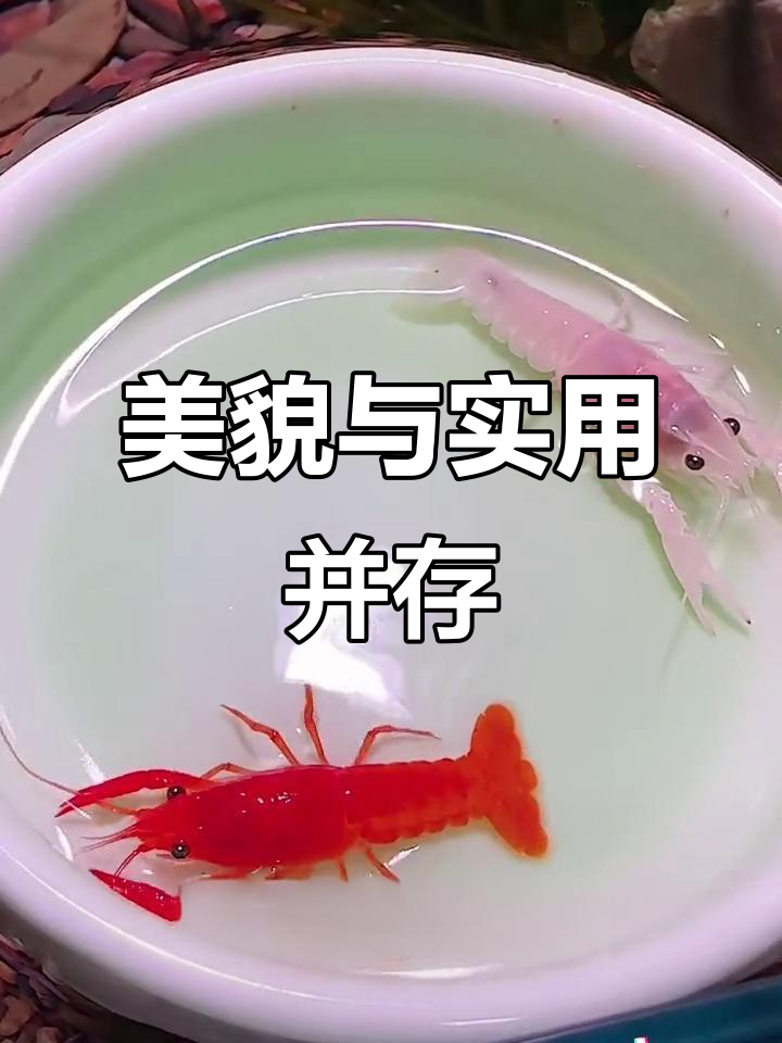 这款观赏虾不仅美丽,还能帮忙清洁鱼缸,省心又好看!