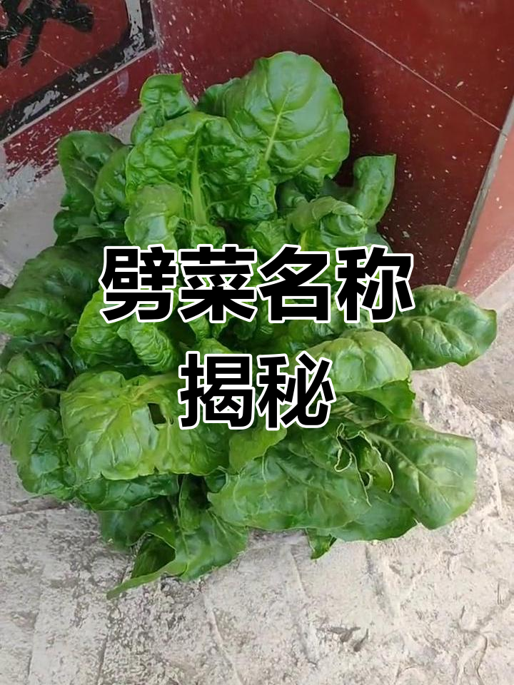 这里的菜叫“劈菜”,你们那儿怎么称呼?