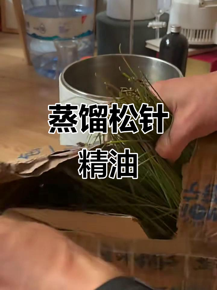 蒸馏松针精油,香气如何?第一次尝试超长松针