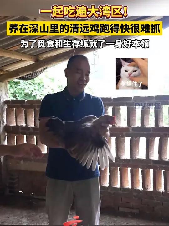 一起吃遍大湾区 养在深山里的清远鸡跑得快很难抓,为了觅食和生存练就了一身好本领