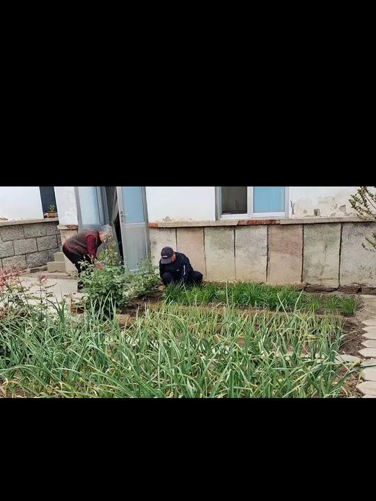 烟台大鲅鱼水饺皮薄大馅,加上小院的韭菜,鲜上加鲜