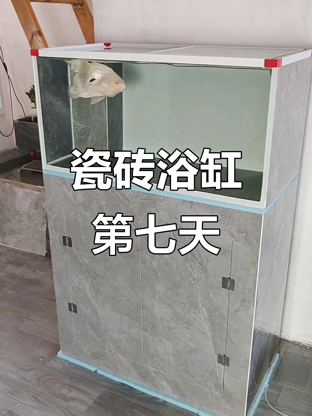 自制瓷砖鱼缸运行一周,效果初显