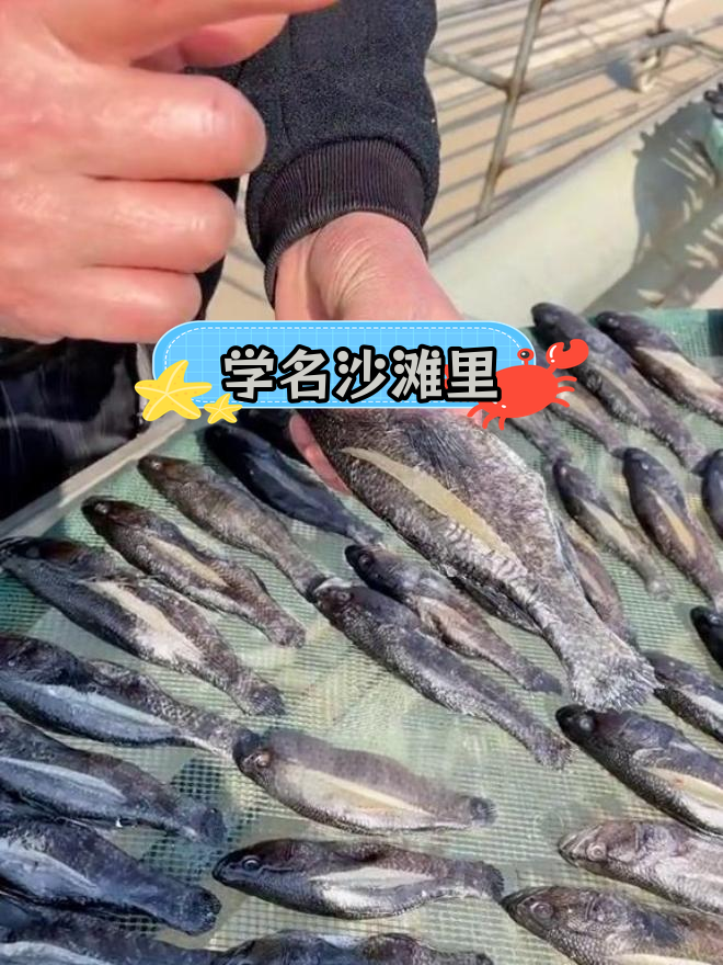 木乃鱼,你吃过吗?