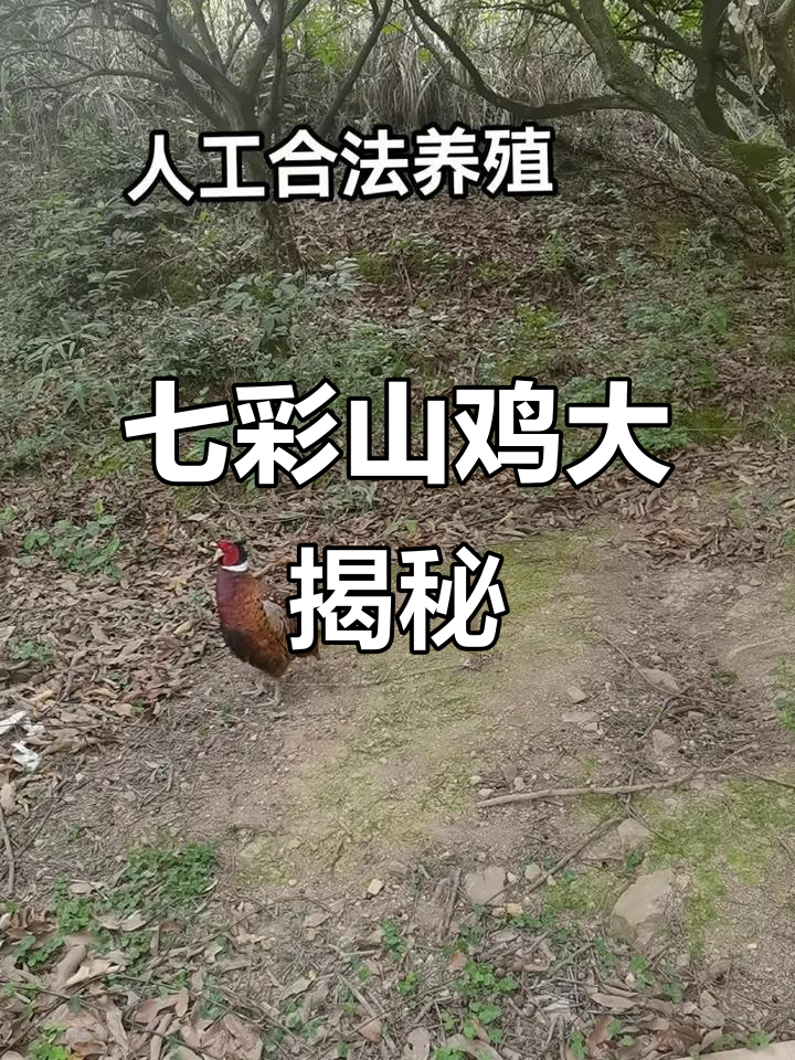 广西武宣妹的七彩山鸡,叫声独特让人忍俊不禁