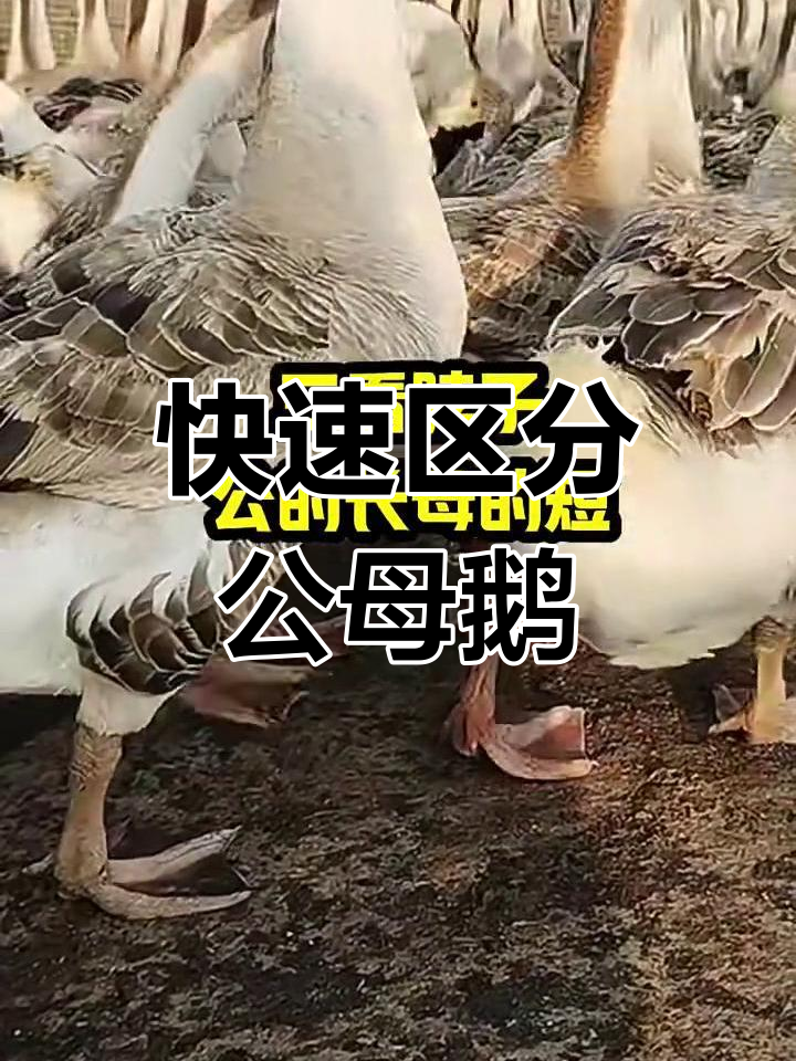 公鹅母鹅分辨技巧,一看就懂