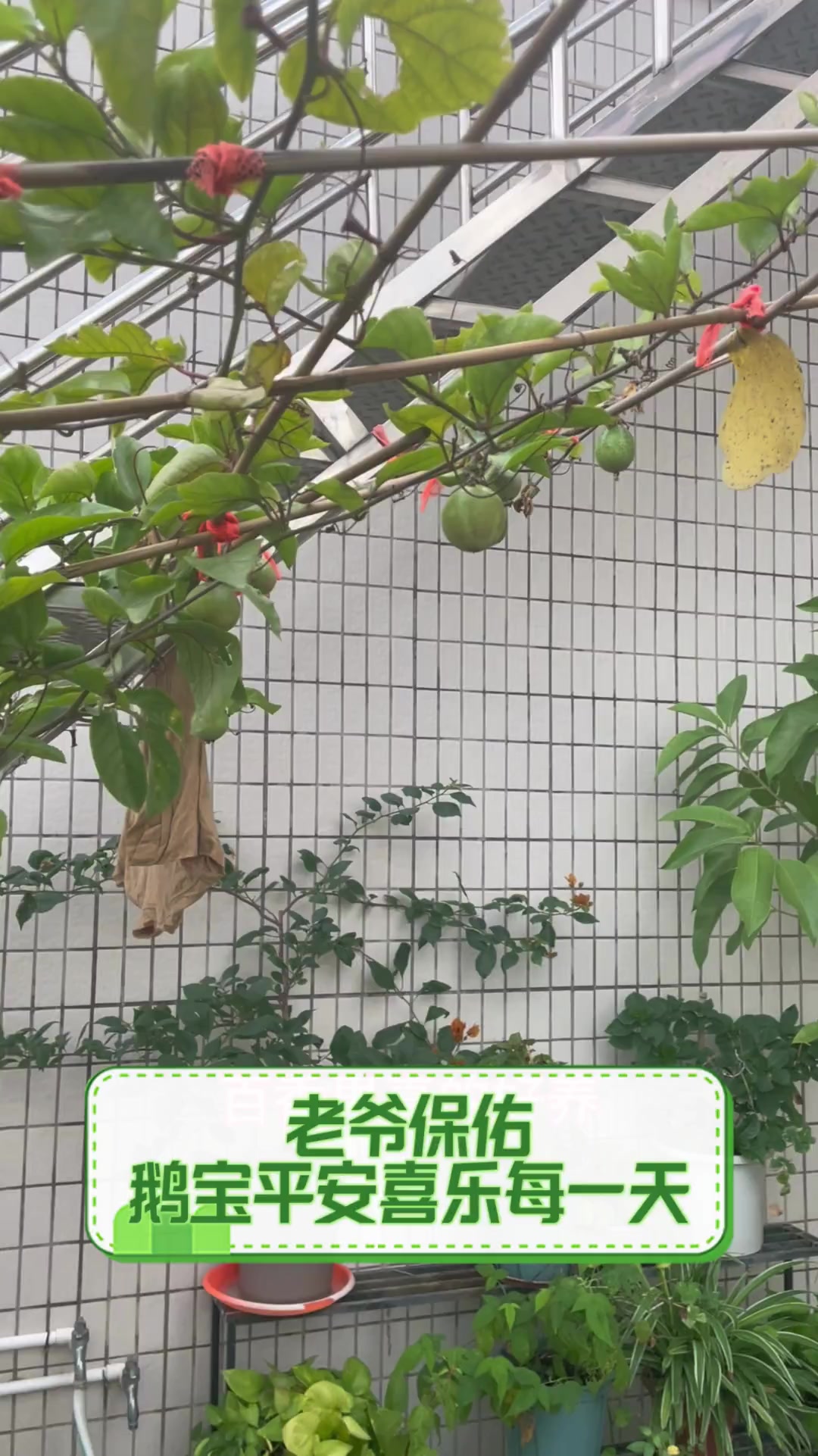 老爷保佑,鹅宝平安喜乐每一天