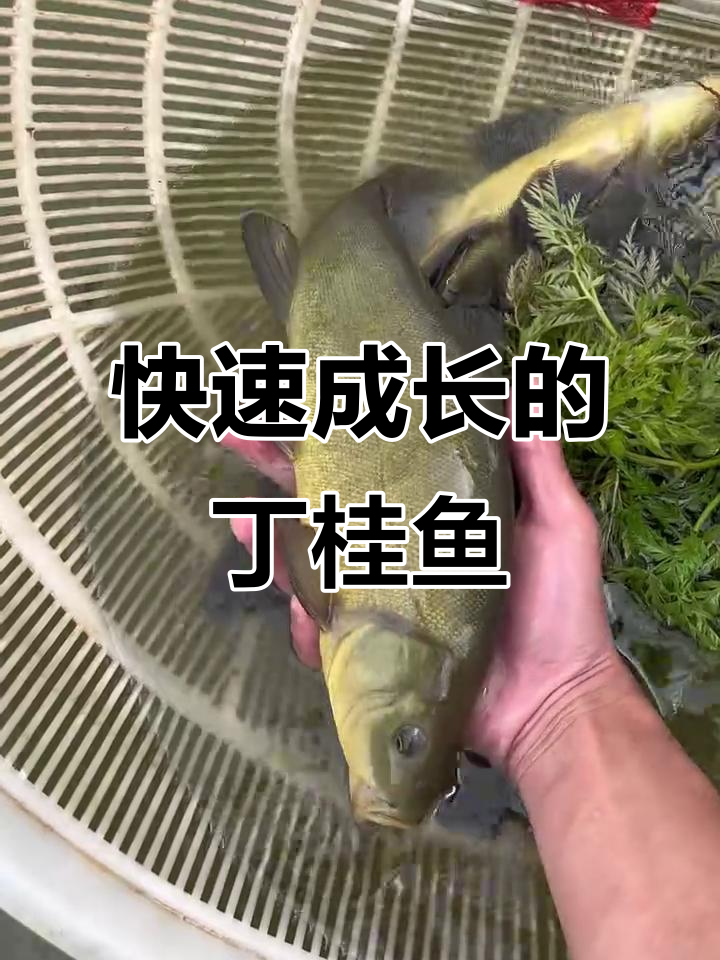 丁桂鱼:皮肤呼吸的杂食性鱼类,生长迅速可达15斤