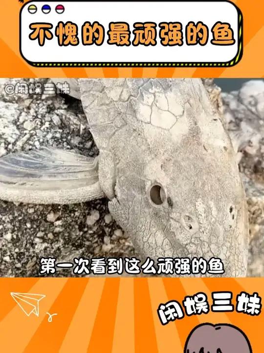 清道夫最顽强的鱼
