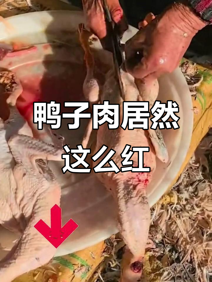 鸭肉竟然像牛肉一样红，破开肚子一看吓一跳！