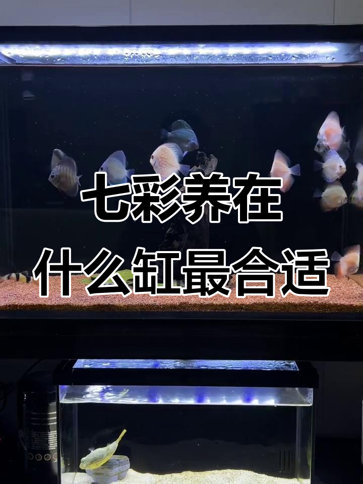 七彩神仙鱼适合黑缸还是白缸?颜色变化大揭秘