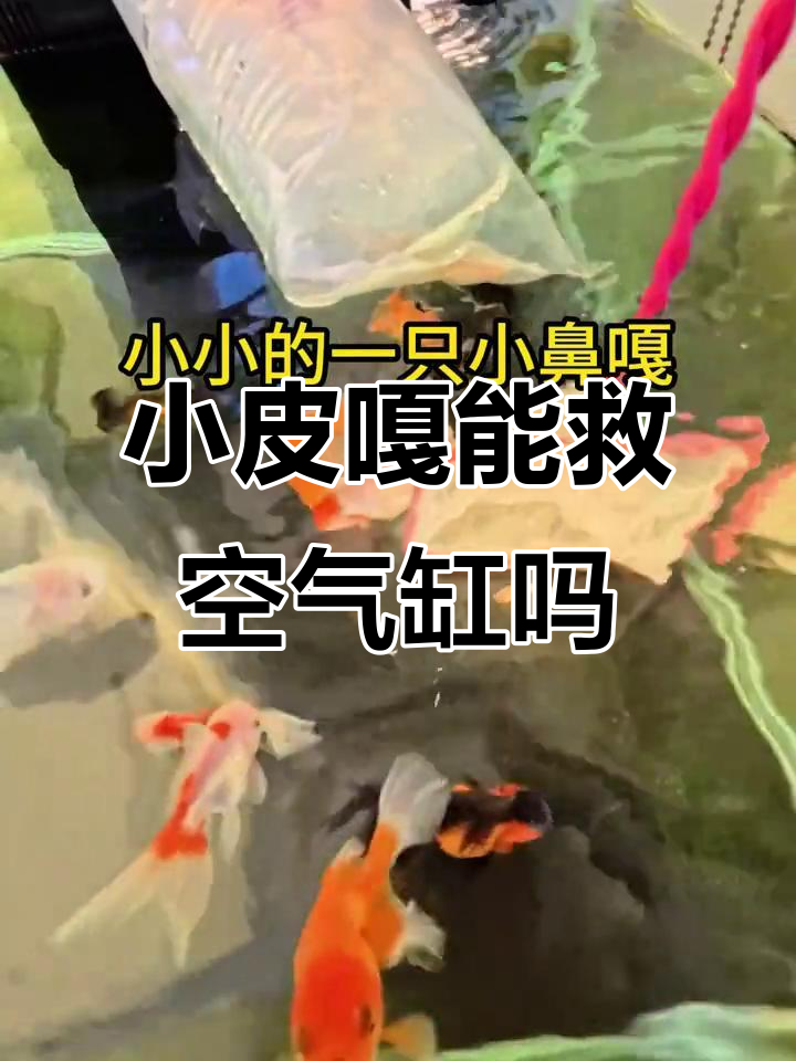 女王大帆清道夫能否拯救鱼缸?小皮嘎的挑战之旅