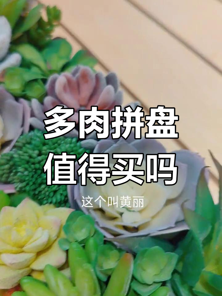 脑子一热买了这盆多肉拼盘,值不值?