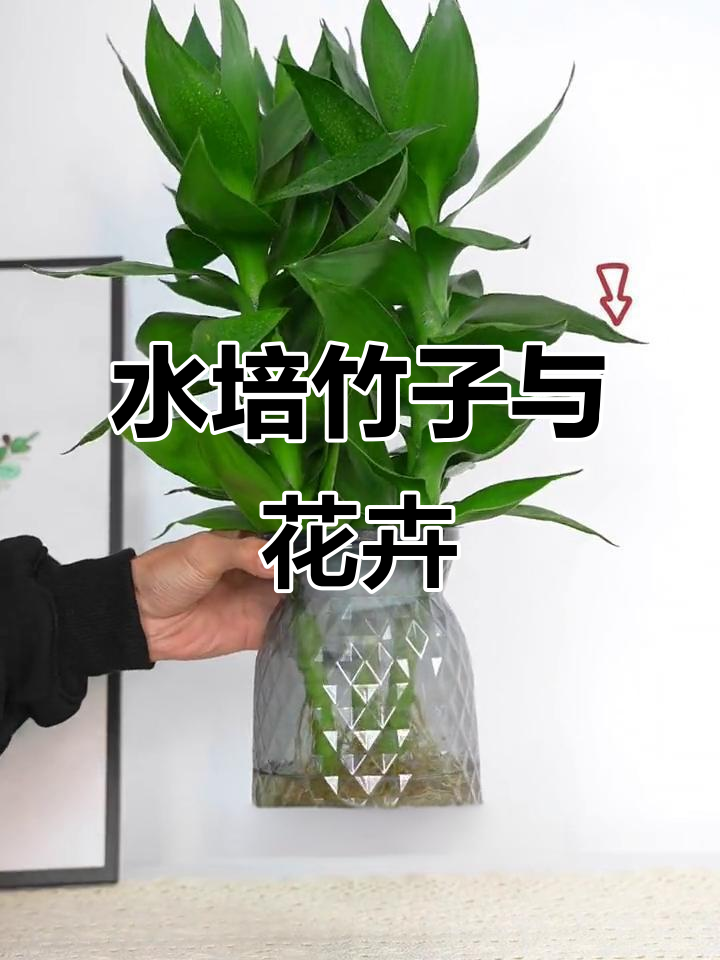 四季常绿,清新空气的室内水培植物组合
