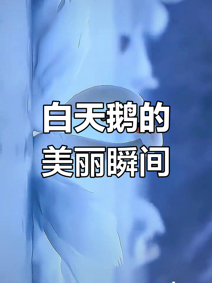 白天鹅优雅舞动,唯美画面让人心动
