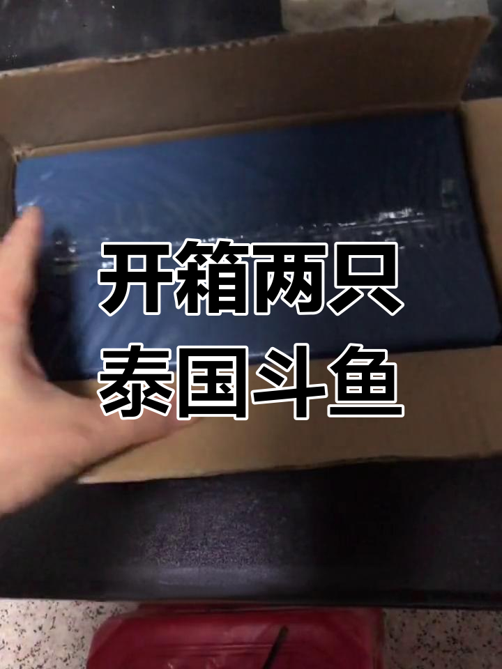 泰国斗鱼母鱼开箱,成功繁殖计划启动