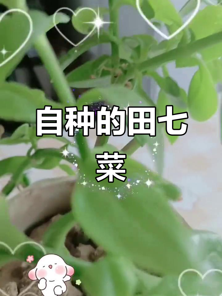 田七菜的美,种菜的乐趣与收获