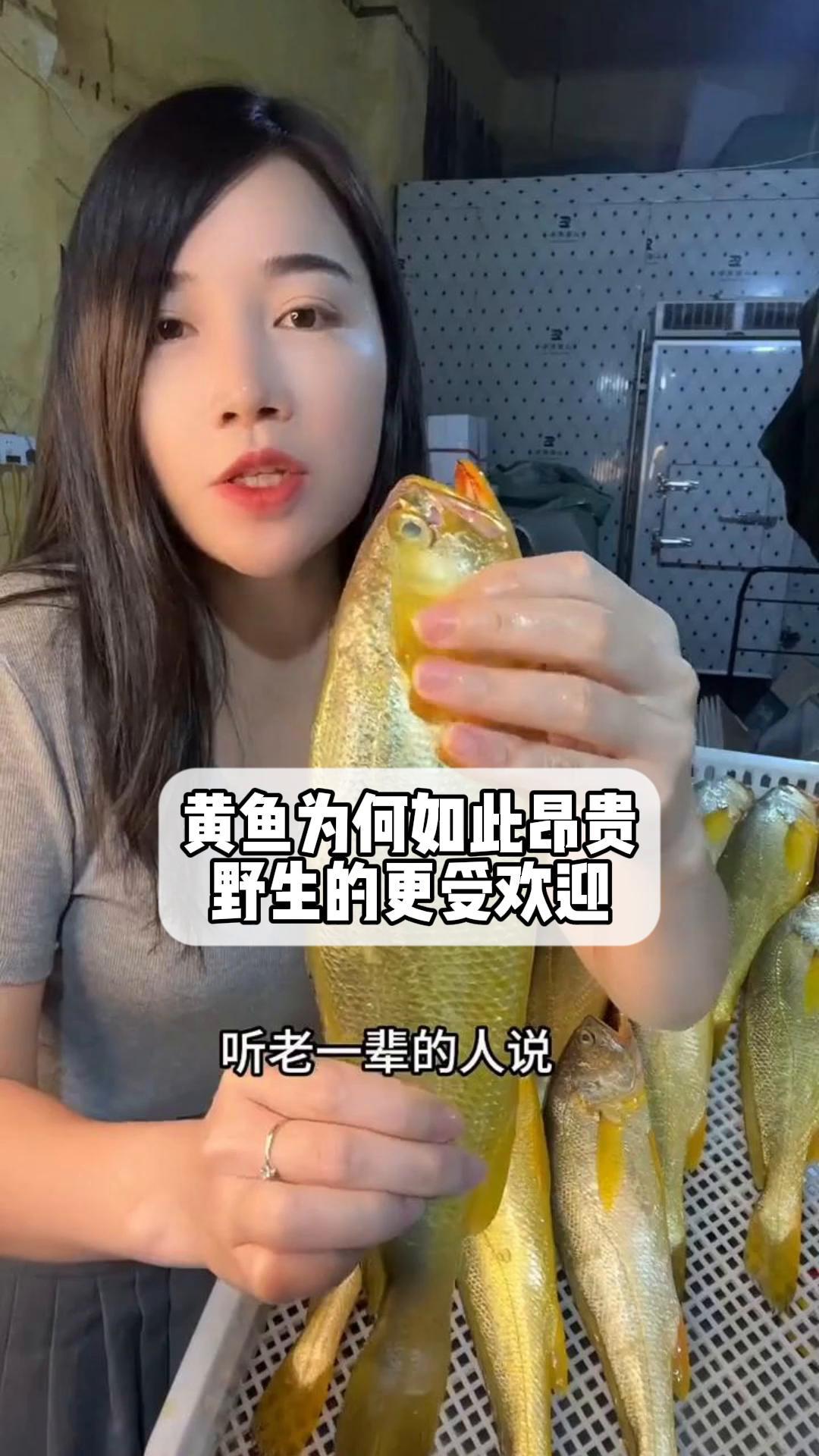 黄鱼为何如此昂贵,野生的更受欢迎