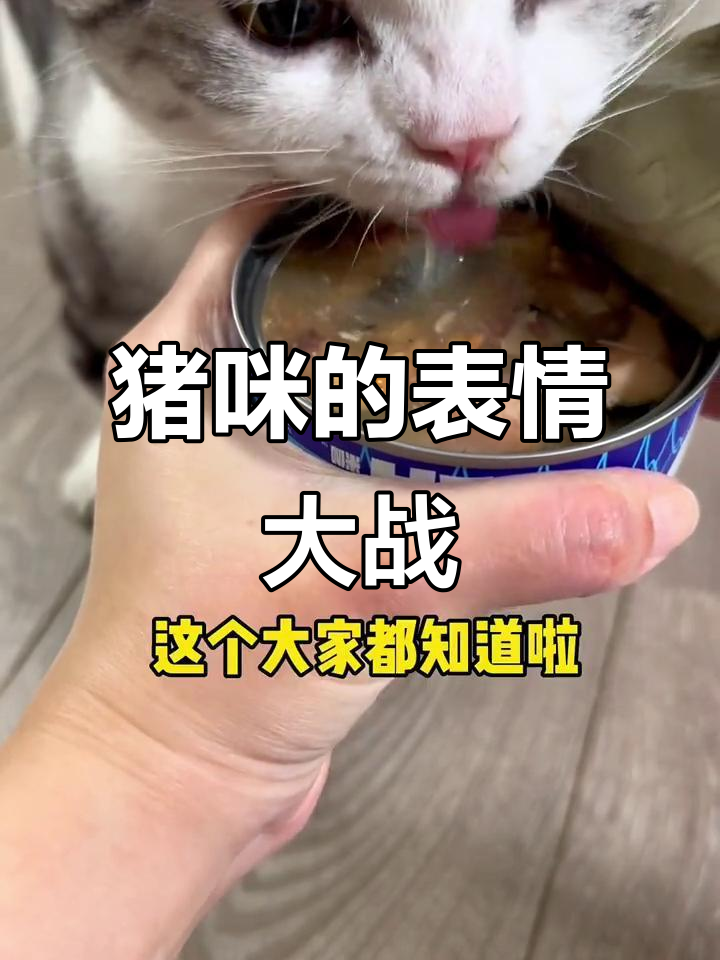 威廉罐头引爆猪咪表情包,每一刻都让人忍俊不禁!