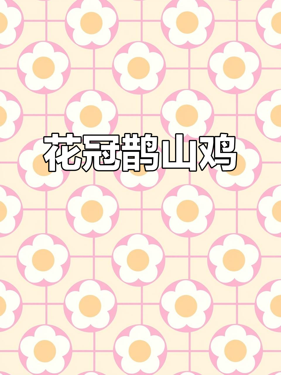 凤头花冠鹊山鸡,精不精品看图就知道