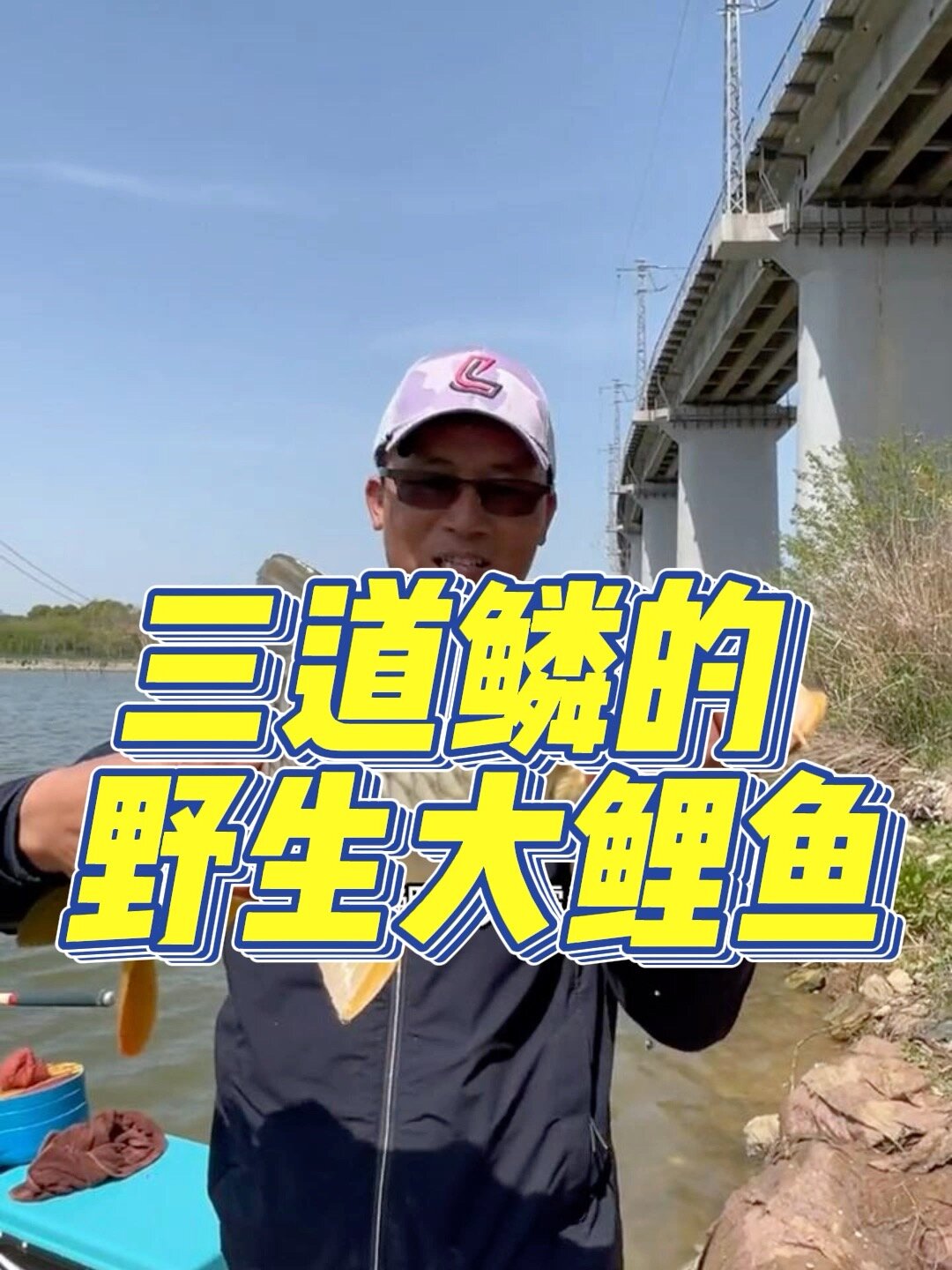 三道鳞的野生大鲤鱼