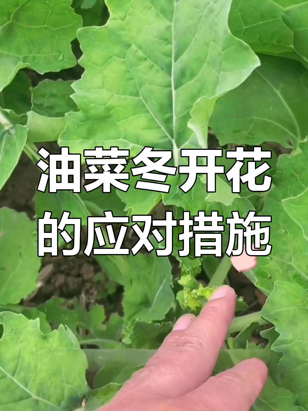 冬季油菜开花,如何管理?