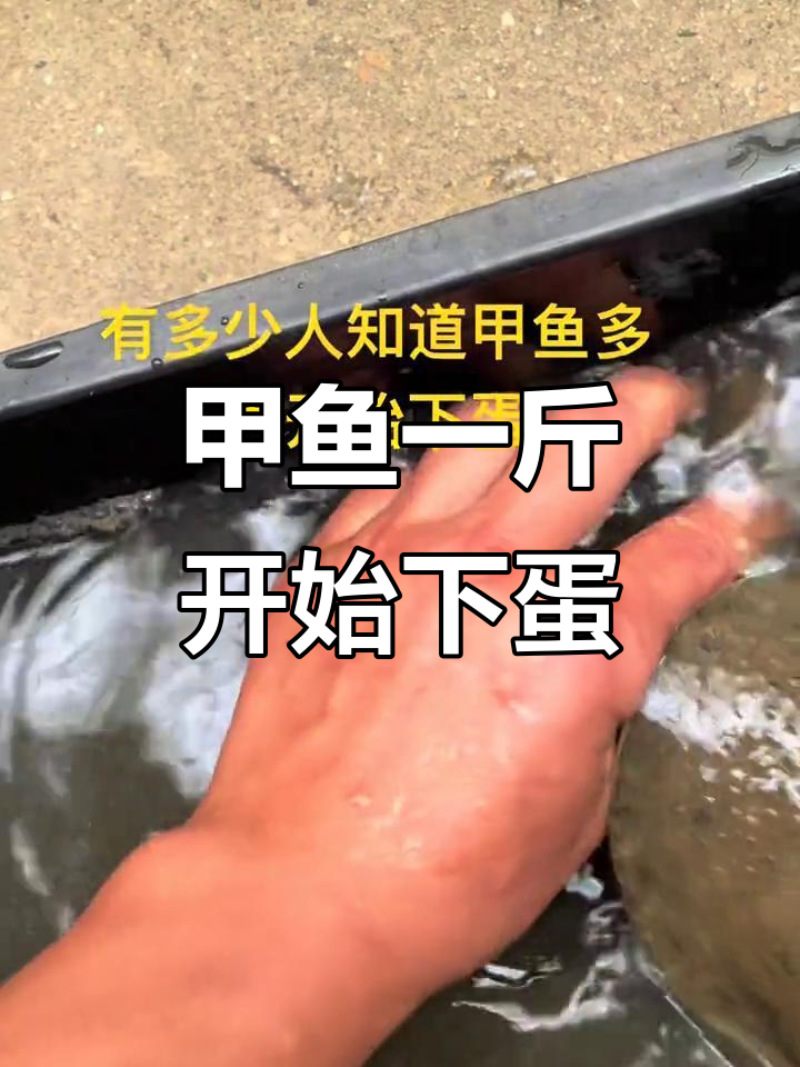 一斤甲鱼竟然能下蛋,真实户外见证!