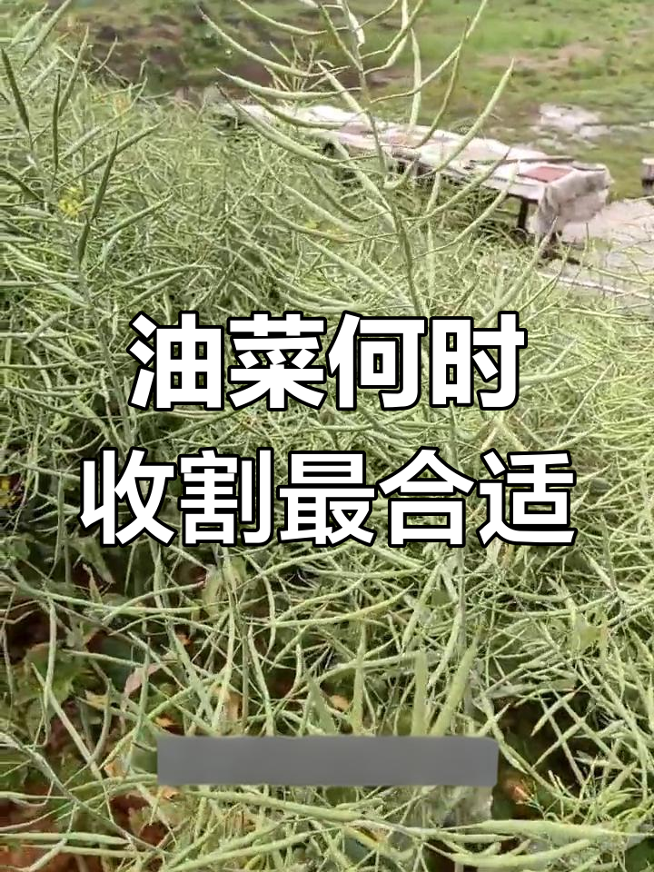 油菜收割的最佳时机,早了晚了都不行