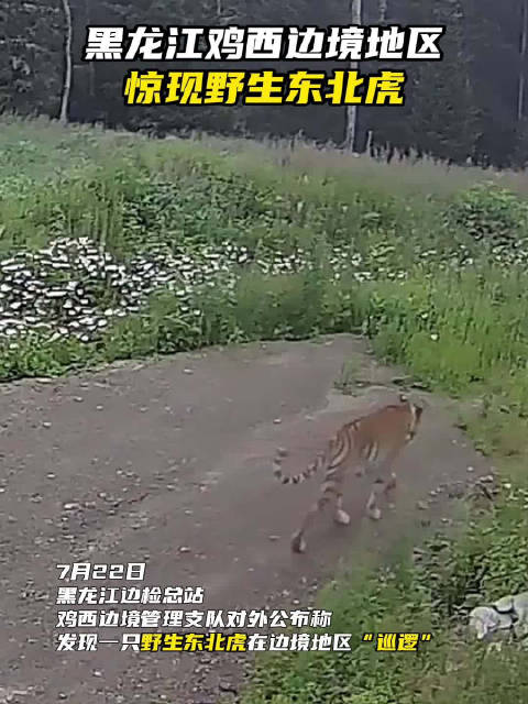 黑龙江鸡西边境地区惊现野生东北虎!移民管理警察紧急提示!野生东北虎