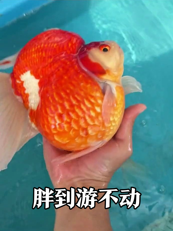 金鱼界的“大肚腩”,圆到能当球踢!