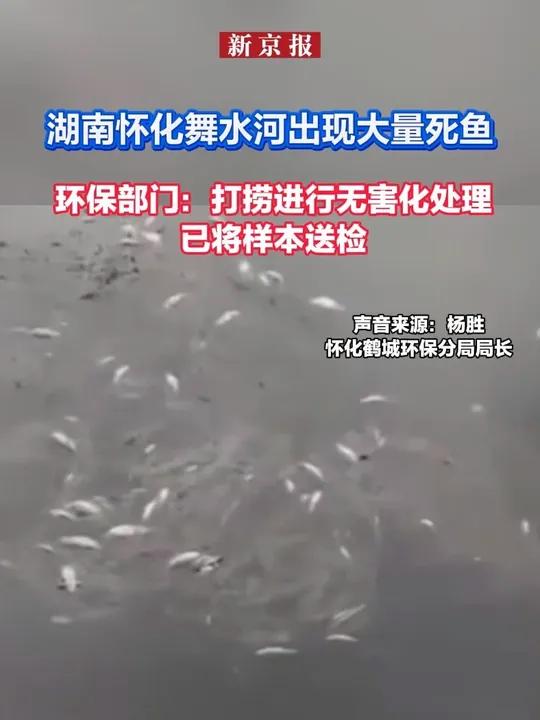 湖南怀化舞水河出现大量死鱼环保部门:打捞进行无害化处理 已将样本送检