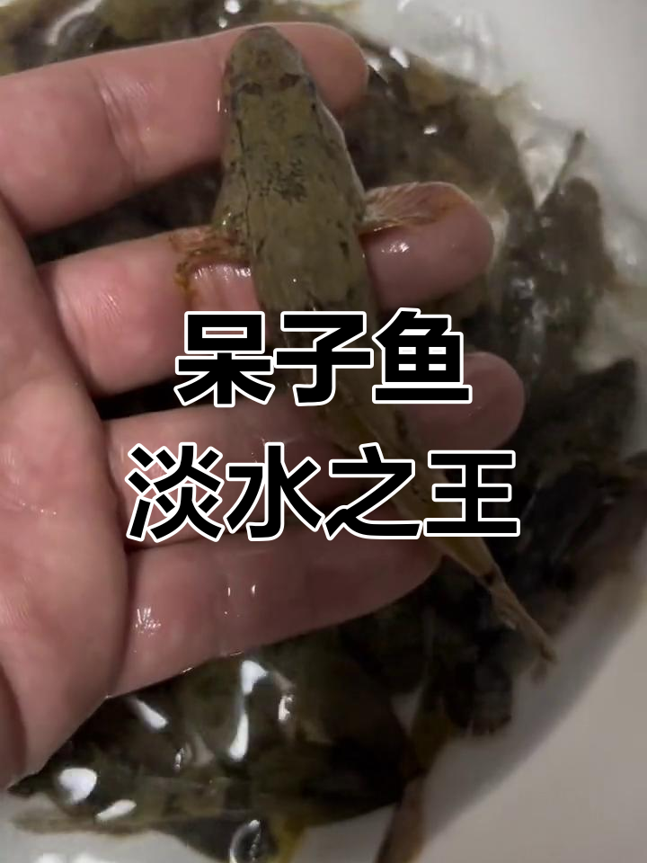 皖南呆子鱼:淡水鱼的王者,市场前景超好