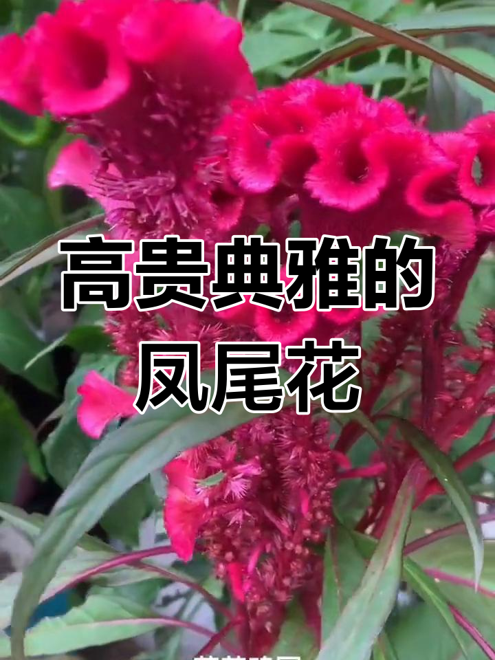 凤尾鸡冠花种子,庭院必备观赏植物