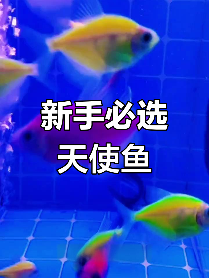 适合新手养的天使鱼,色彩多样又温柔