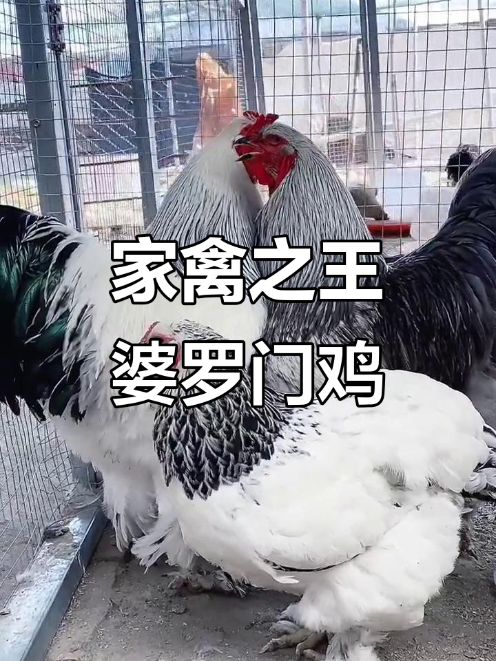 婆罗门鸡：家禽之王，五倍于普通鸡的巨型品种