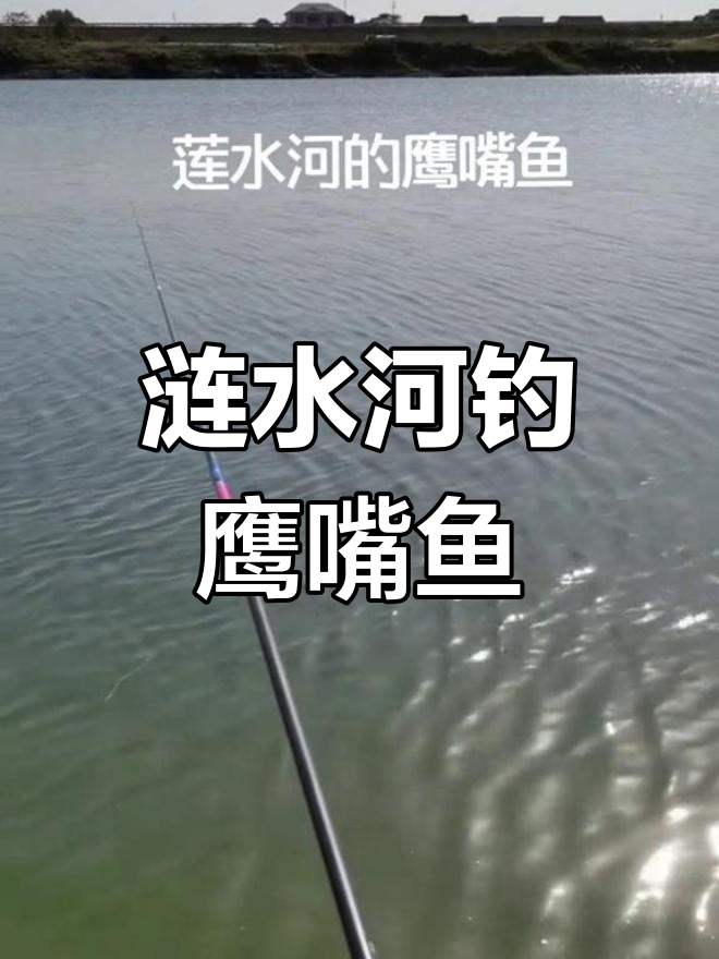 涟水河钓鹰嘴鱼的技巧与注意事项