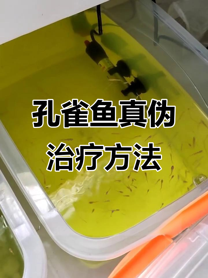 夏季孔雀鱼针尾病治疗技巧,升温加盐轻松治愈