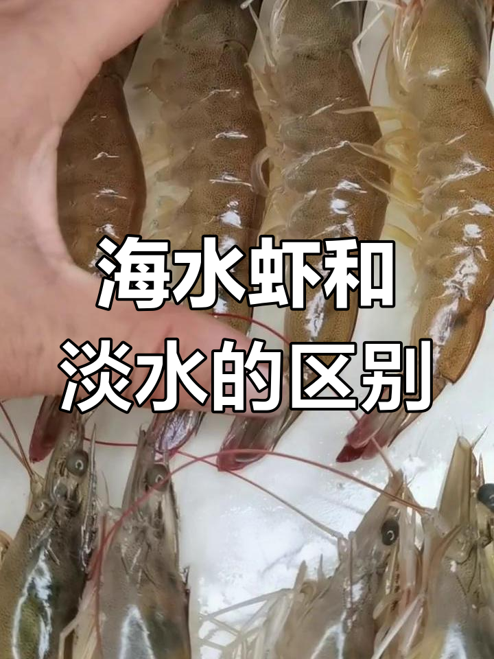 海水虾与淡水虾大不同,口感、生命力全解析