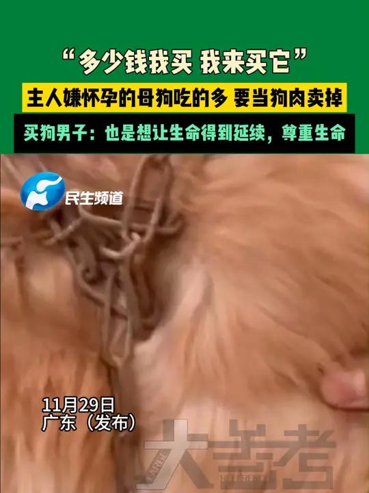 11月29日,广东(发布)。“多少钱我买,我来买它”。主人嫌怀孕的母狗吃的多,要当狗肉卖掉
