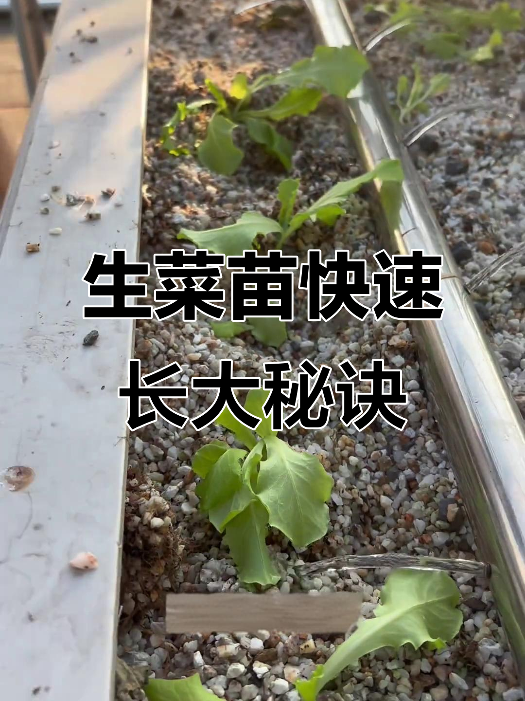 楼顶菜园生菜移栽技巧,20天收获大颗蔬菜