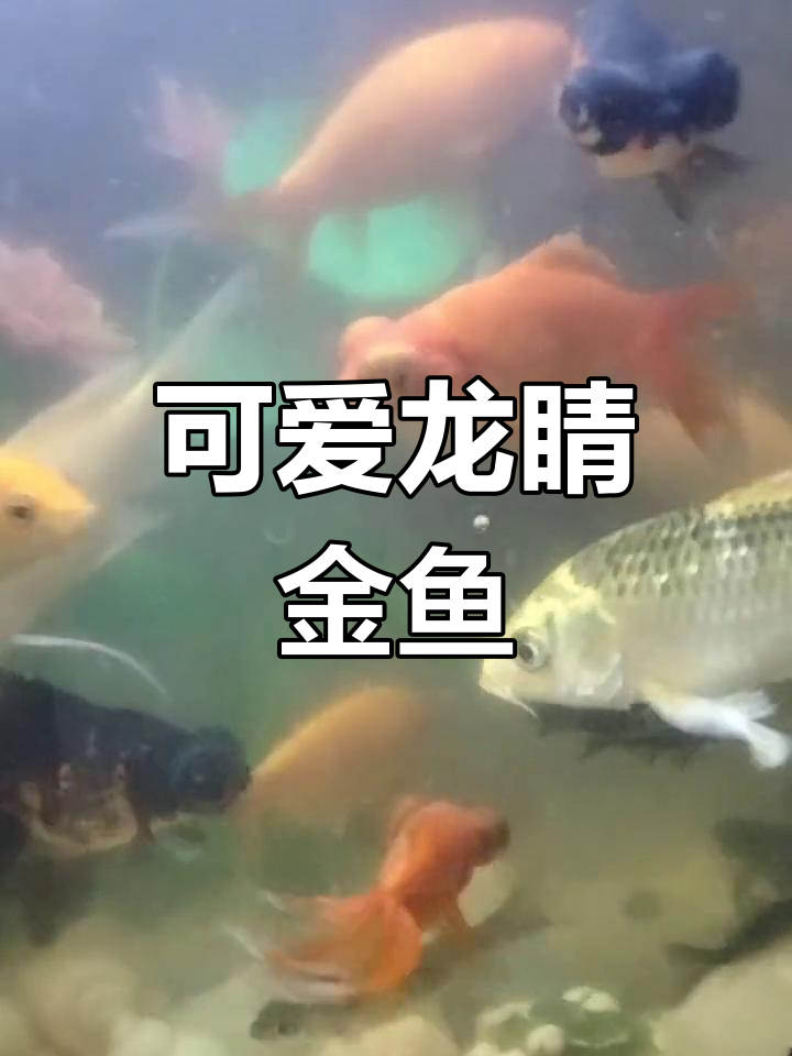龙睛金鱼:萌态十足的美丽代表
