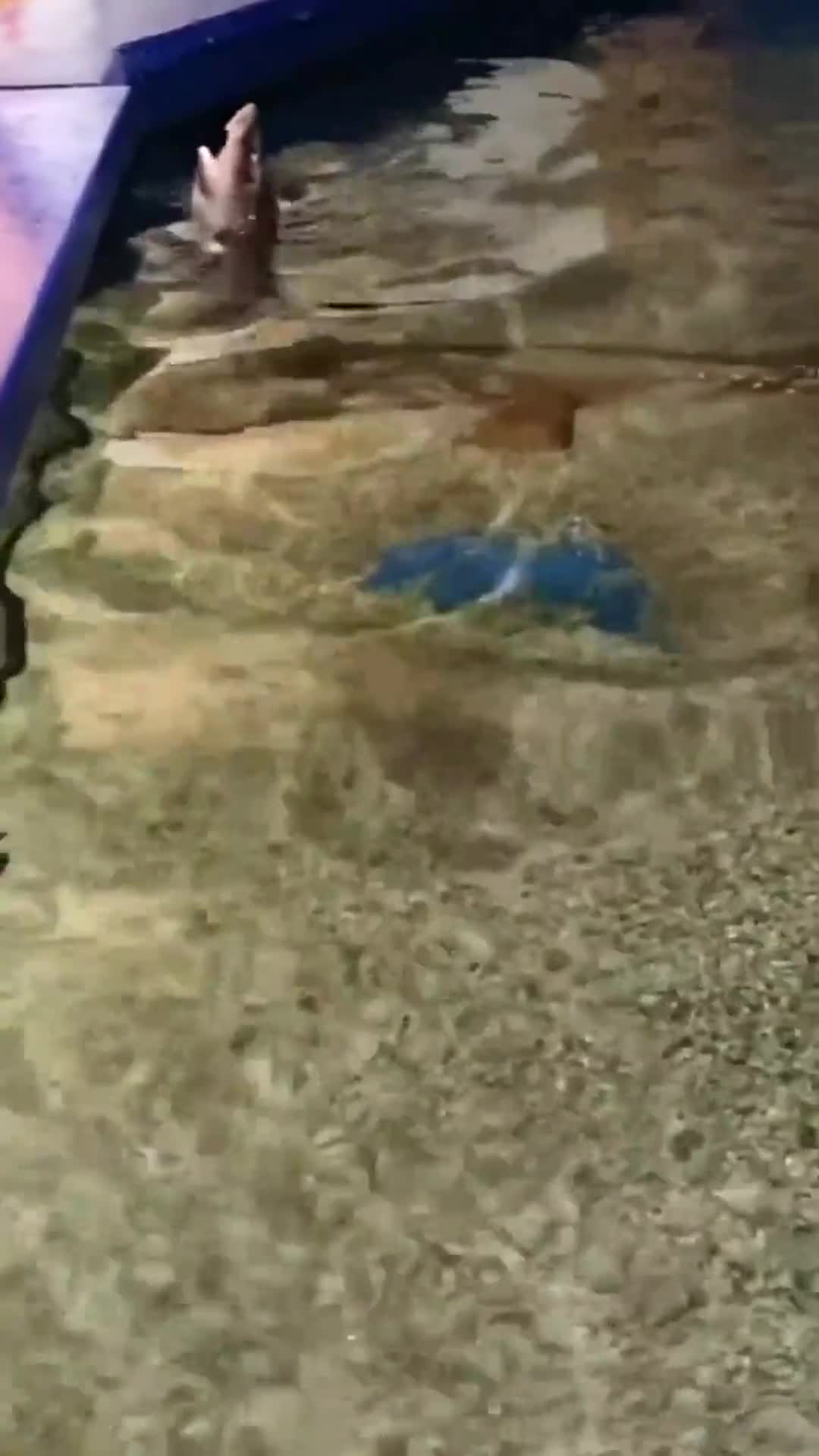 小鲨鱼:我想出去看看,有人帮一下忙吗 小鲨鱼