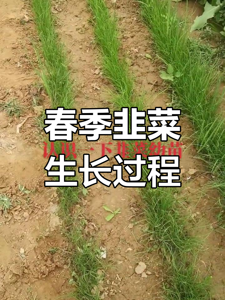 春天韭菜长得像小葱,叶片变化揭秘