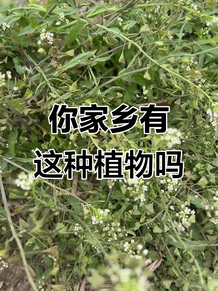 荠菜芽牙膏,农村的神奇植物你见过吗?