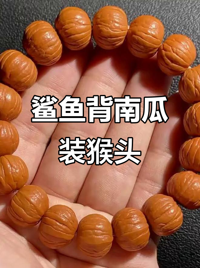 顶级野生鲨鱼背南瓜,猴头造型惊艳登场