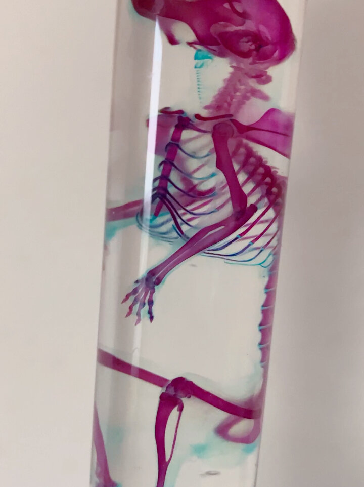 仓鼠透明骨骼染色标本